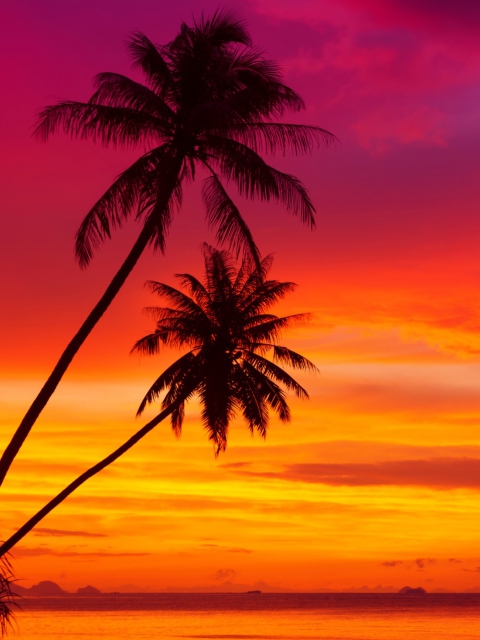 Das Amazing Pink And Orange Tropical Sunset Wallpaper 480x640