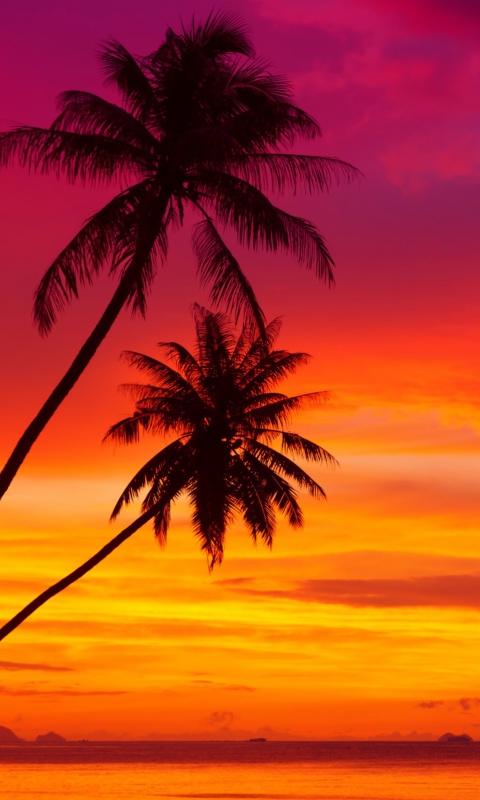 Fondo de pantalla Amazing Pink And Orange Tropical Sunset 480x800