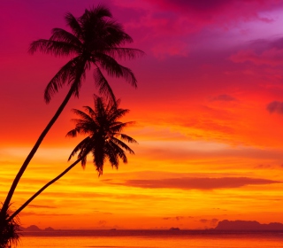Amazing Pink And Orange Tropical Sunset papel de parede para celular para iPad mini 2