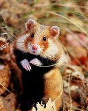 Fondo de pantalla Cute Hamster 128x160
