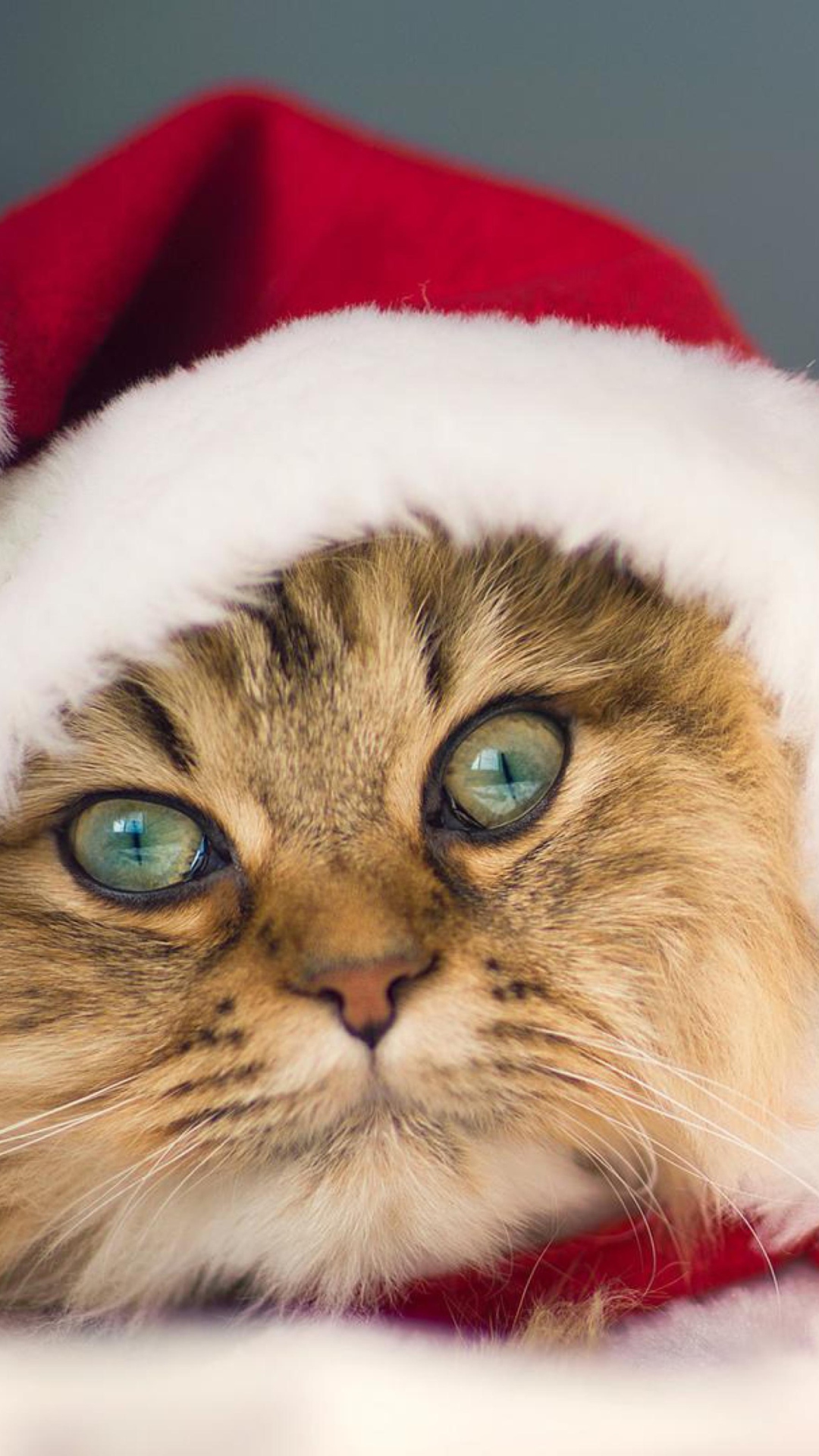 Fondo de pantalla Cute Christmas Cat 1080x1920