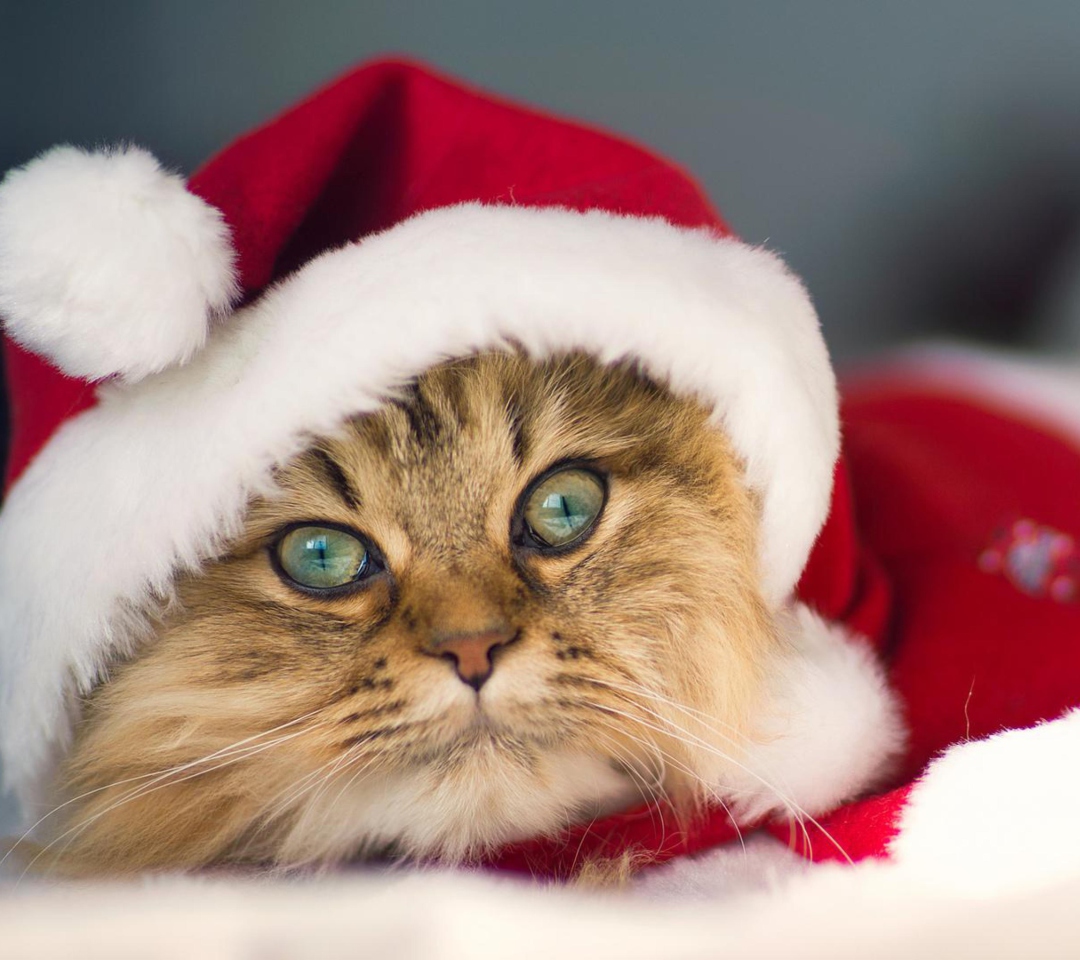 Das Cute Christmas Cat Wallpaper 1080x960