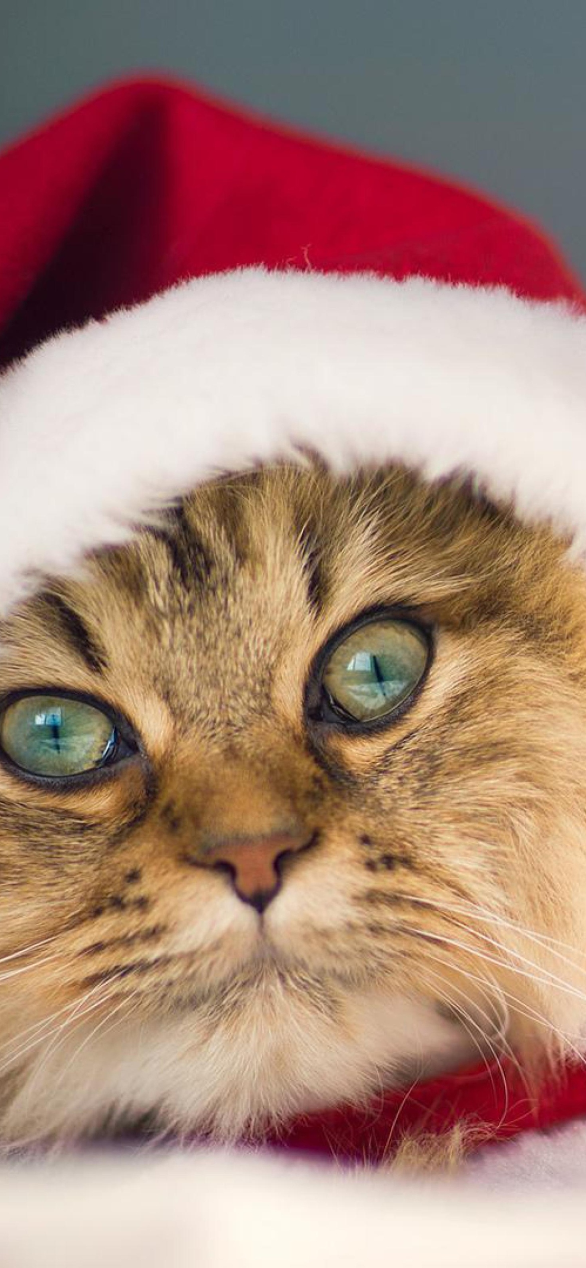 Обои Cute Christmas Cat 1170x2532