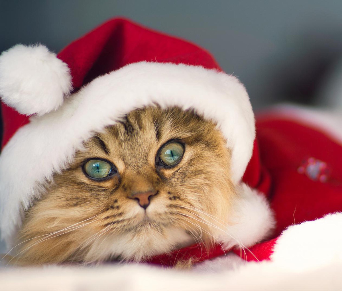 Fondo de pantalla Cute Christmas Cat 1200x1024