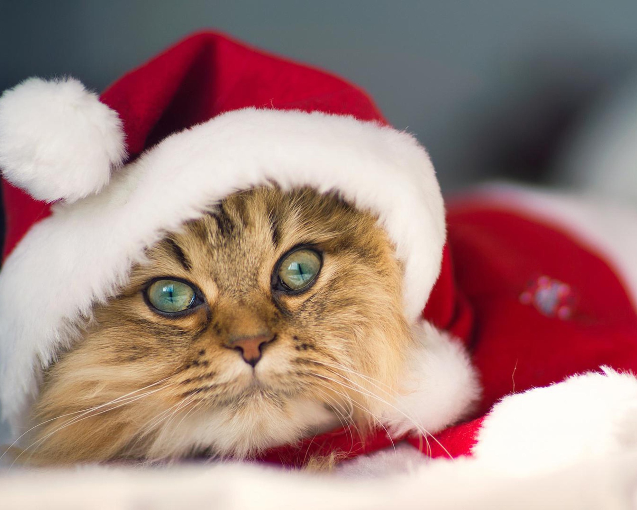 Fondo de pantalla Cute Christmas Cat 1280x1024