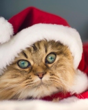Das Cute Christmas Cat Wallpaper 128x160