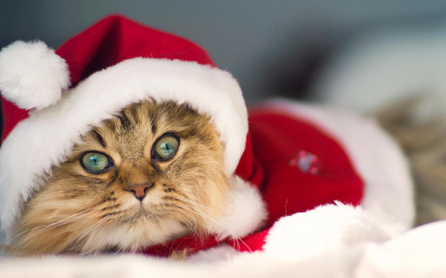 Screenshot №1 pro téma Cute Christmas Cat 1440x900