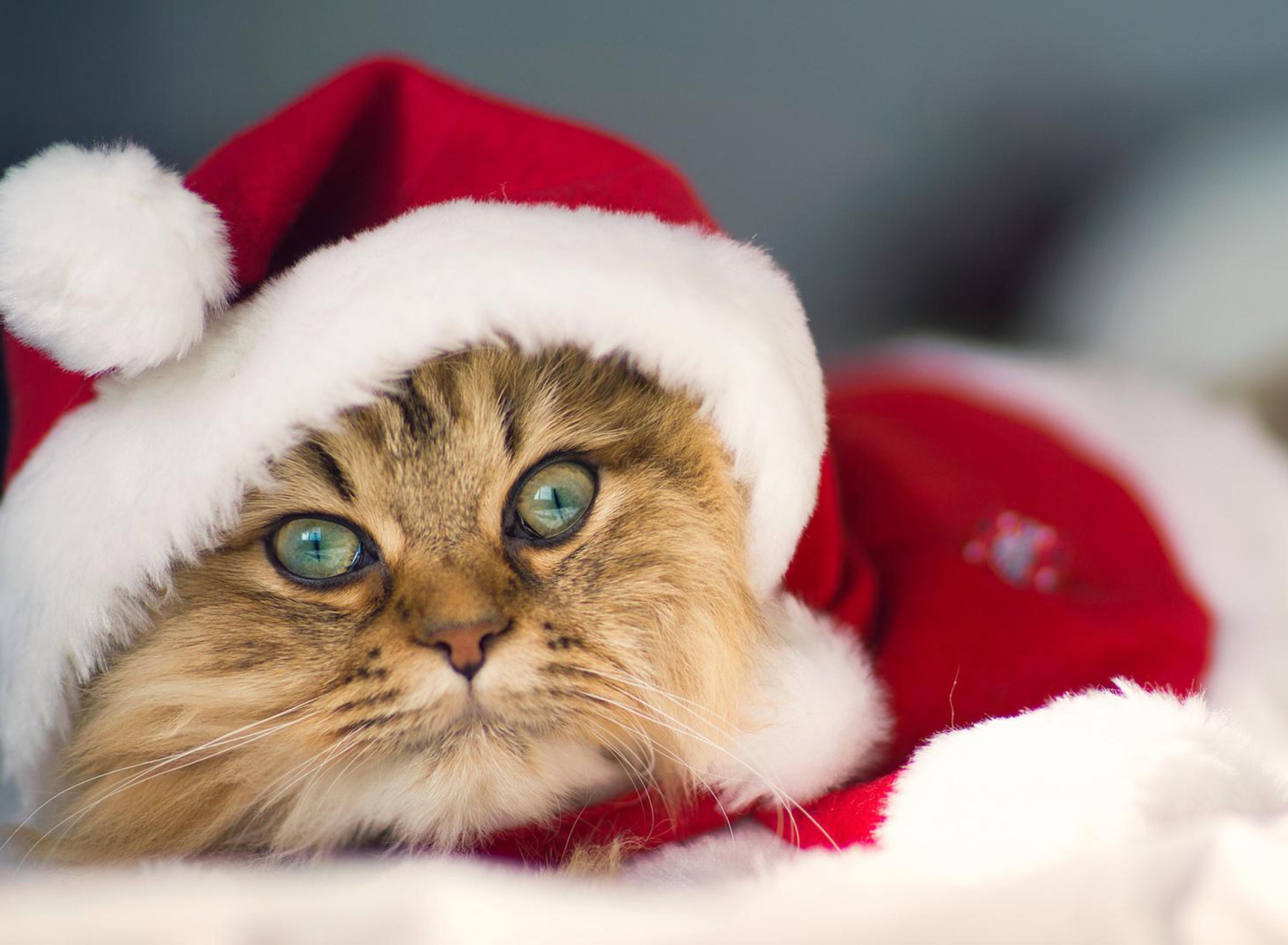 Fondo de pantalla Cute Christmas Cat 1920x1408