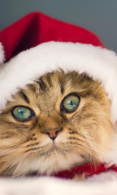 Das Cute Christmas Cat Wallpaper 240x400