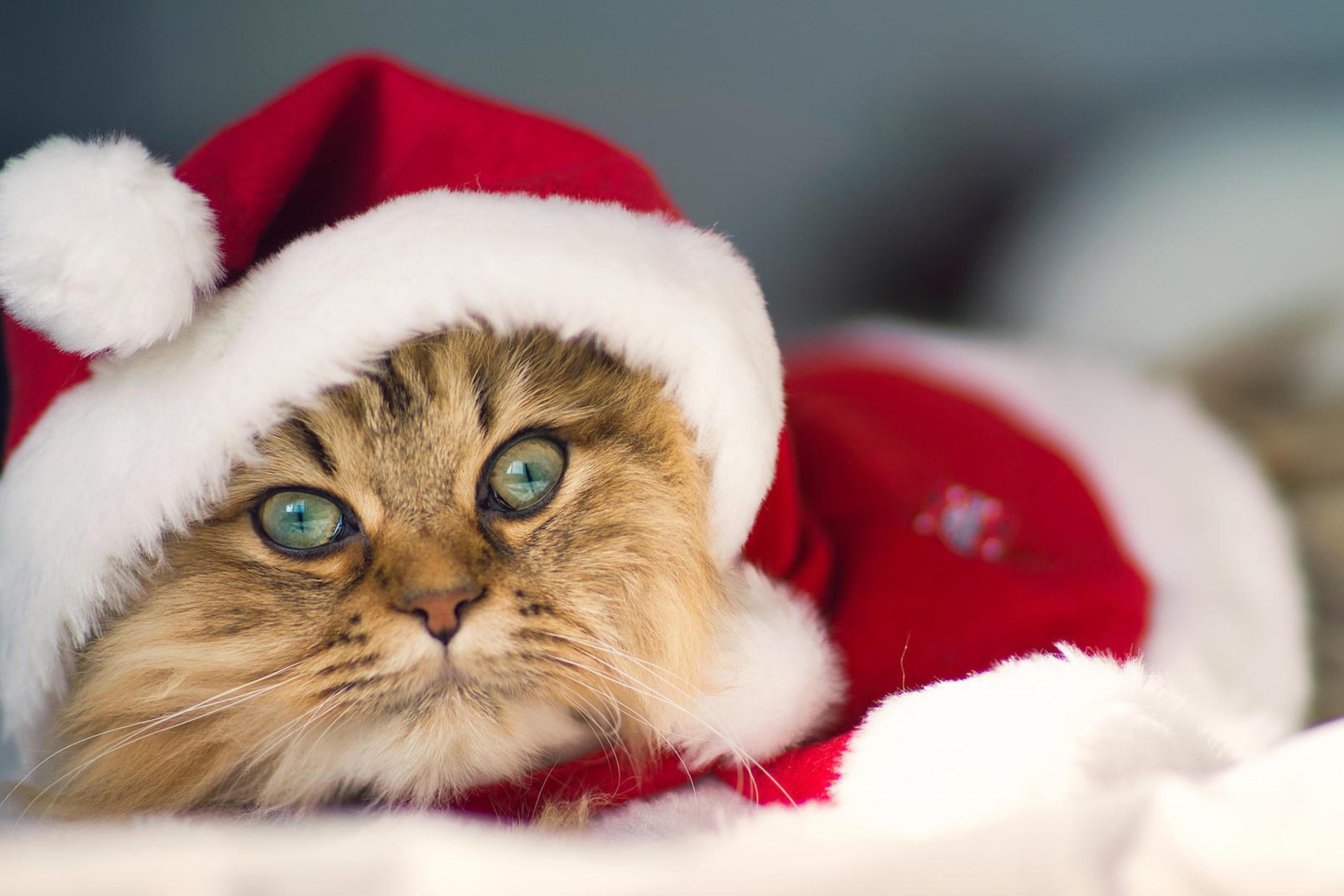 Готова к новому дню. Новогодний кот. Кот новый год. Коты в новогодних шапках. Котик в новогодней шапочке.