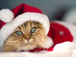 Das Cute Christmas Cat Wallpaper 320x240