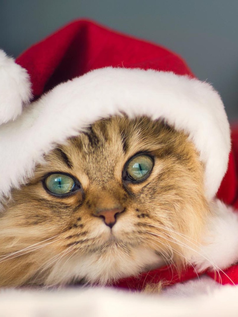 Das Cute Christmas Cat Wallpaper 480x640