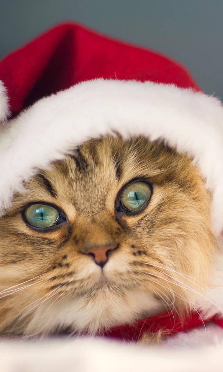 Fondo de pantalla Cute Christmas Cat 768x1280
