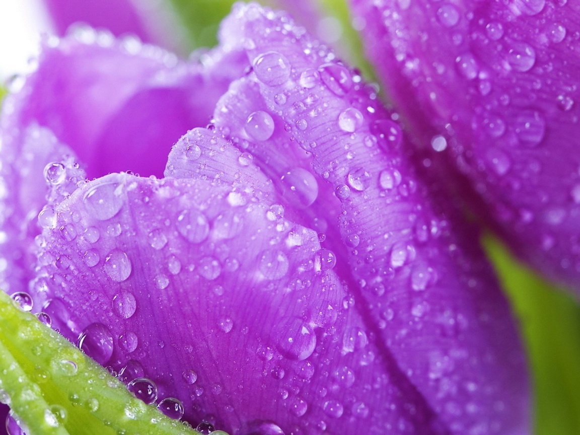 Обои Purple tulips with dew 1152x864
