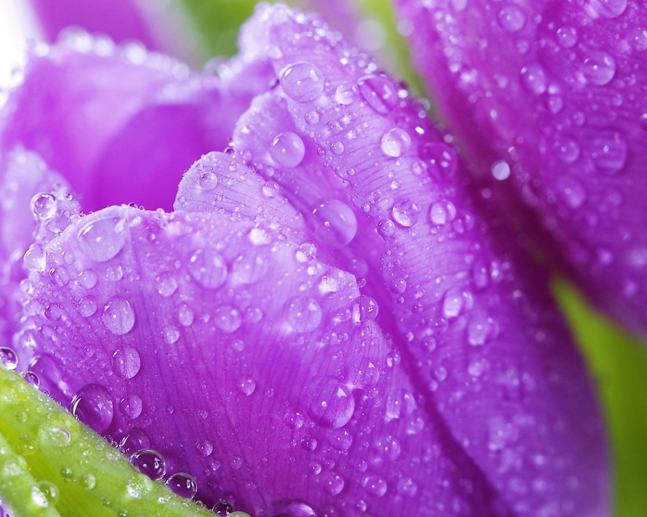 Screenshot №1 pro téma Purple tulips with dew 1280x1024