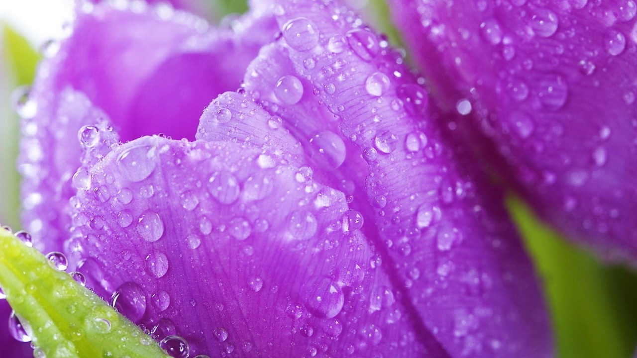 Fondo de pantalla Purple tulips with dew 1280x720