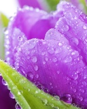 Fondo de pantalla Purple tulips with dew 128x160