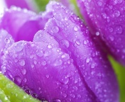 Fondo de pantalla Purple tulips with dew 176x144