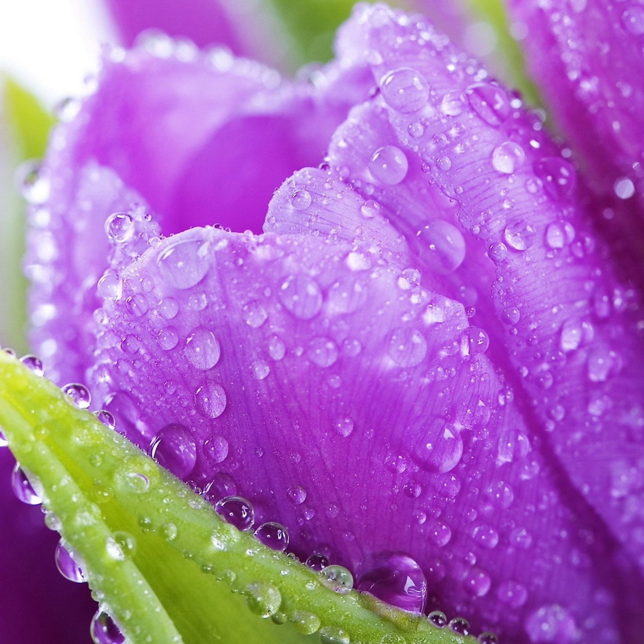 Das Purple tulips with dew Wallpaper 2048x2048