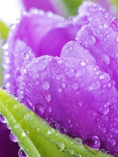 Screenshot №1 pro téma Purple tulips with dew 240x320