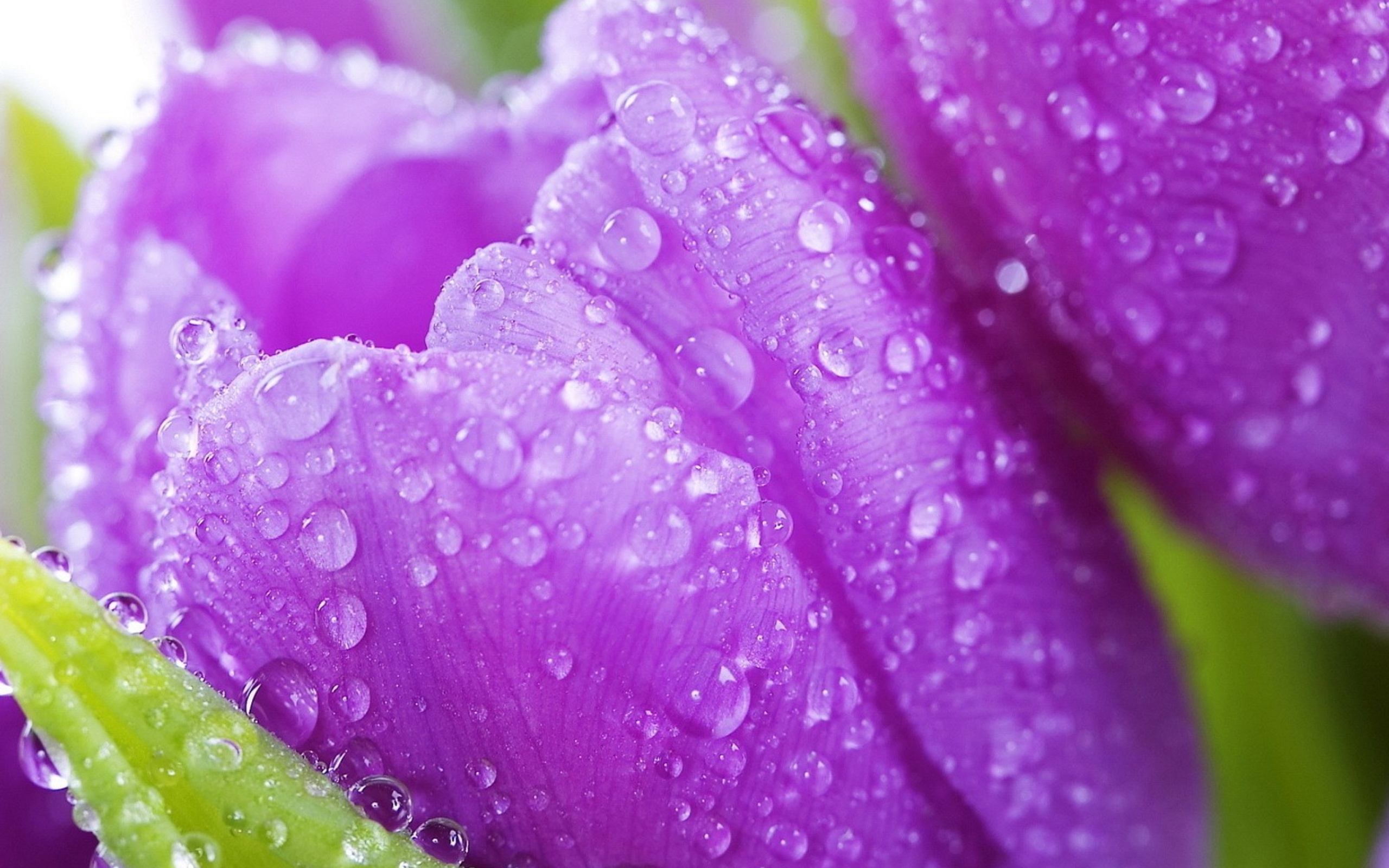 Fondo de pantalla Purple tulips with dew 2560x1600