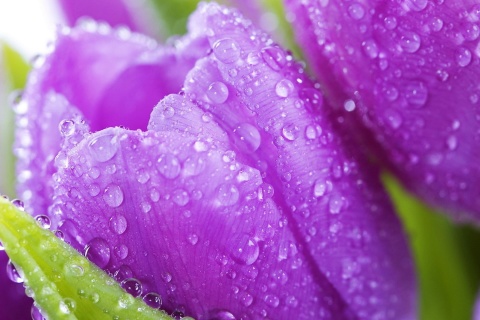Sfondi Purple tulips with dew 480x320