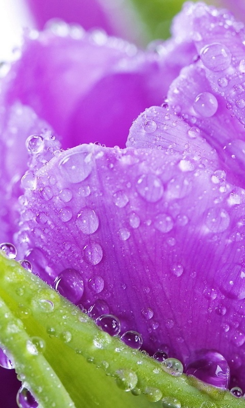 Обои Purple tulips with dew 480x800