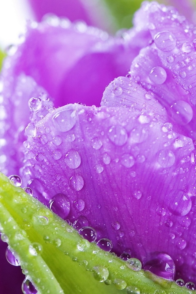 Fondo de pantalla Purple tulips with dew 640x960