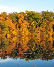 Das Beautiful Autumn Reflection Wallpaper 176x220