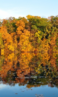 Beautiful Autumn Reflection wallpaper 240x400