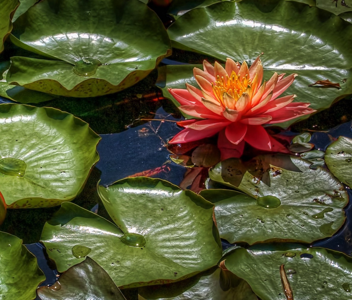 Sfondi Amazing Water Lilly 1200x1024