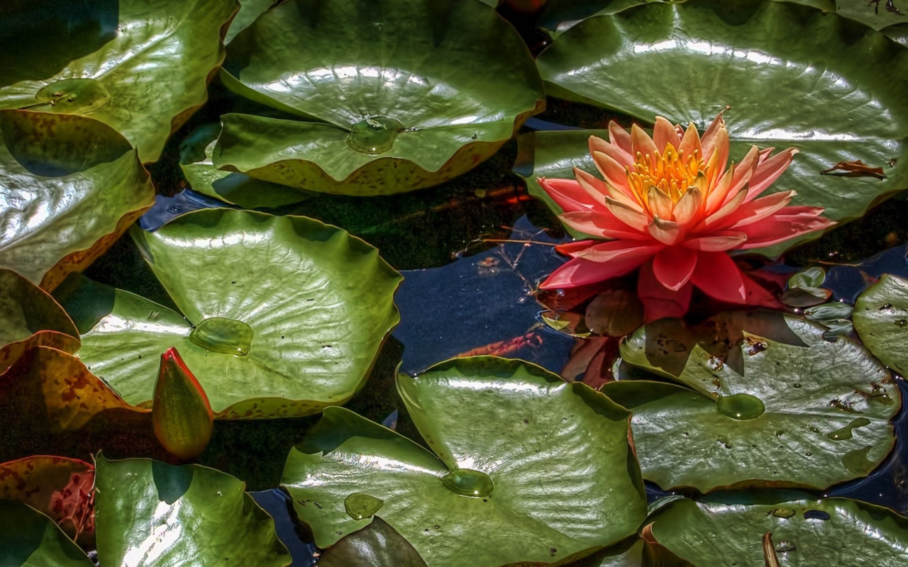 Amazing Water Lilly wallpaper 1280x800