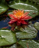 Обои Amazing Water Lilly 128x160