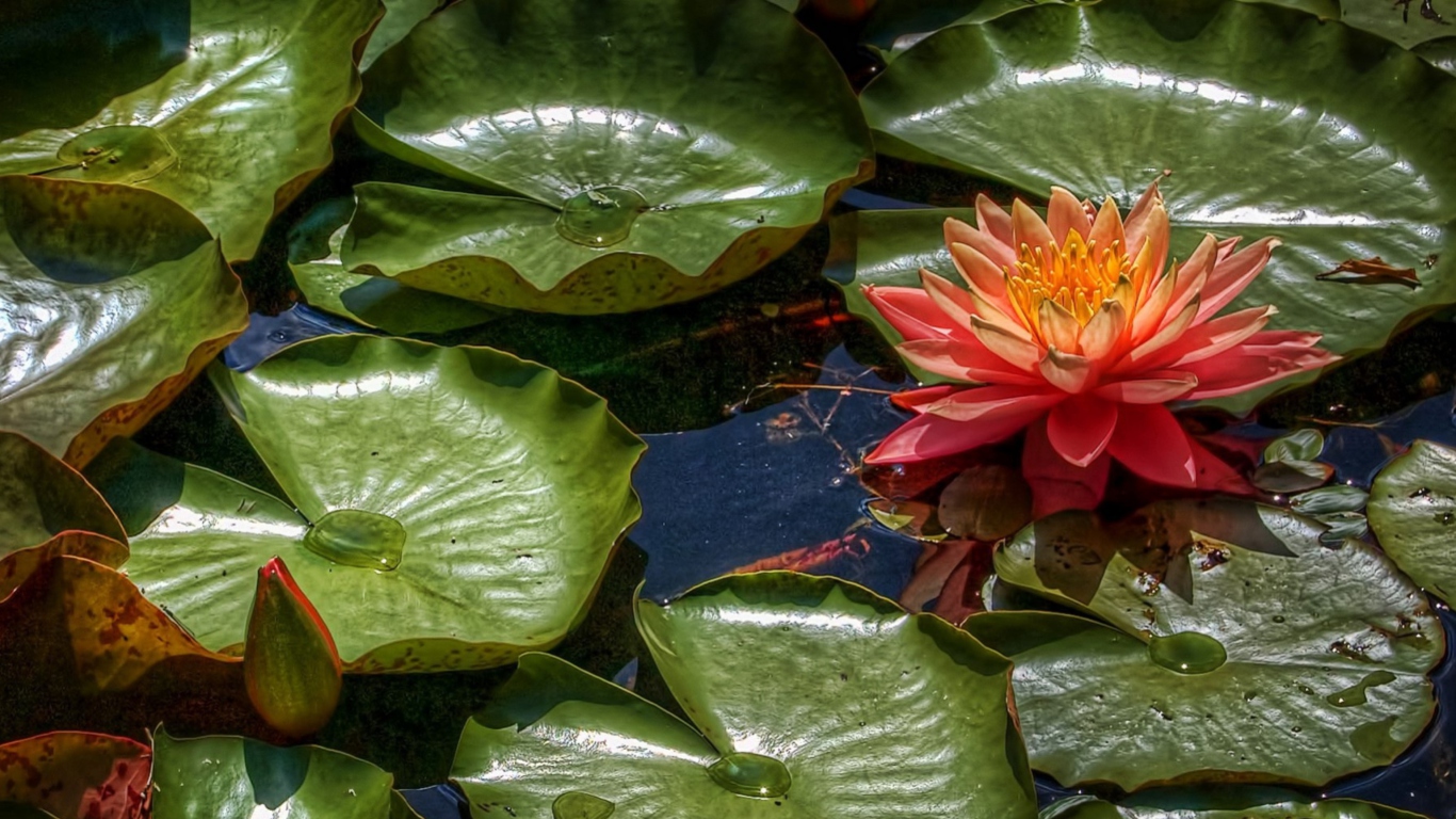 Amazing Water Lilly wallpaper 1366x768