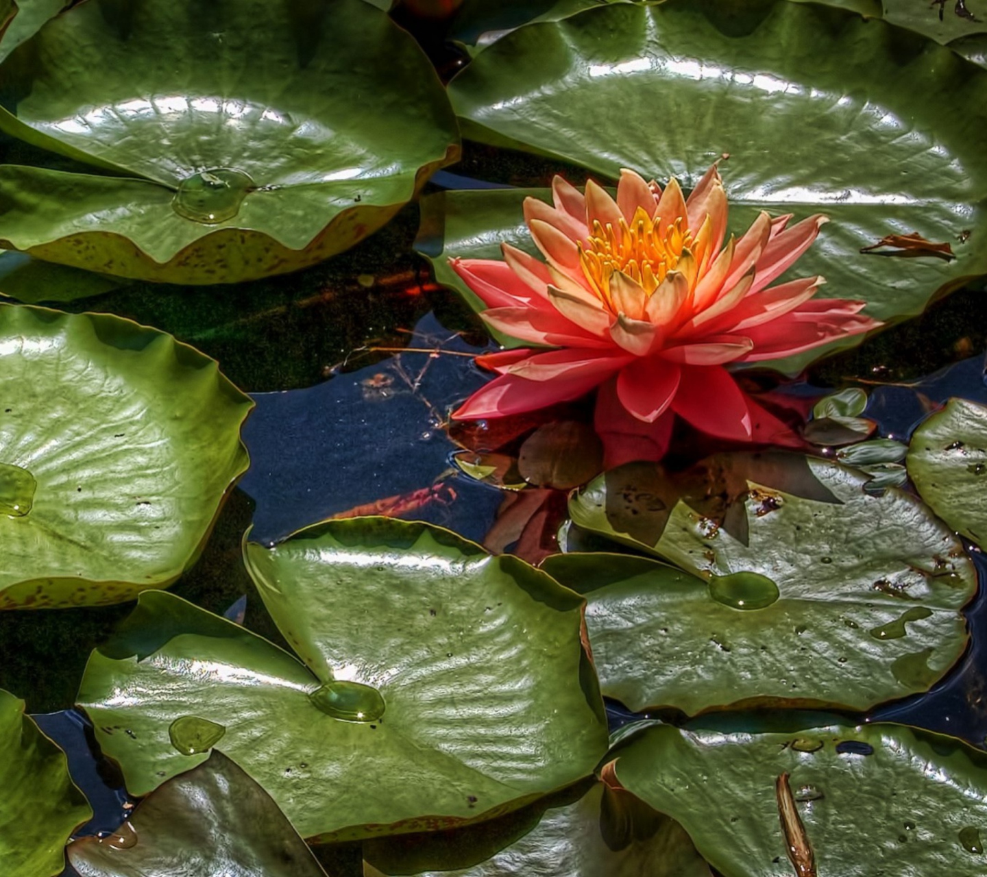 Amazing Water Lilly wallpaper 1440x1280