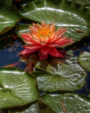 Amazing Water Lilly wallpaper 176x220