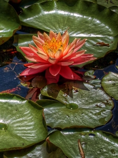 Amazing Water Lilly wallpaper 240x320