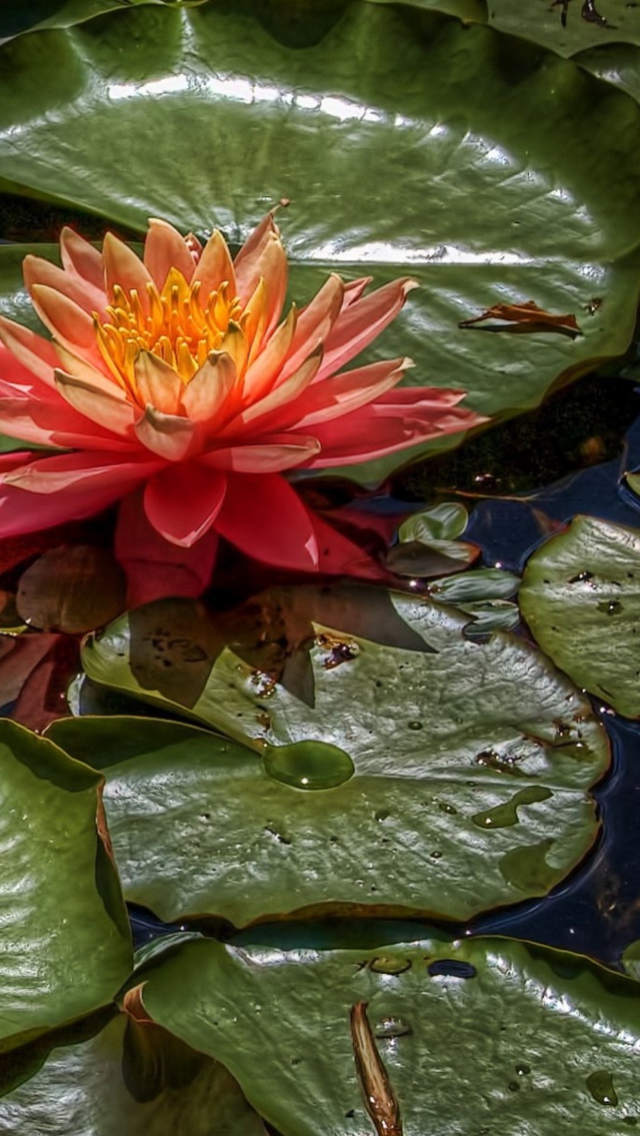 Amazing Water Lilly wallpaper 640x1136