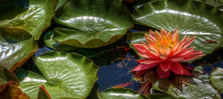 Screenshot №1 pro téma Amazing Water Lilly 720x320