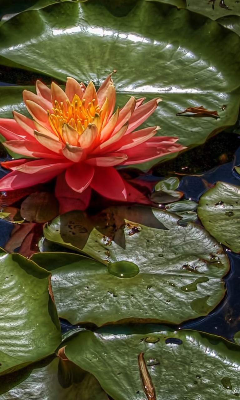Amazing Water Lilly wallpaper 768x1280