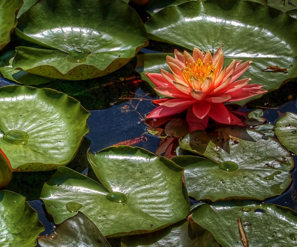 Amazing Water Lilly wallpaper 960x800