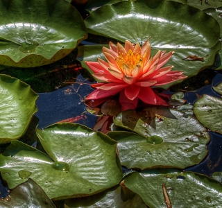 Amazing Water Lilly - Obrázkek zdarma pro iPad Air