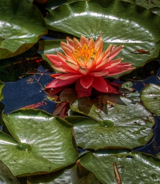 Amazing Water Lilly Wallpaper for 240x320