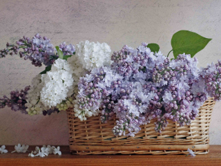 Das Lilac Basket Wallpaper 320x240