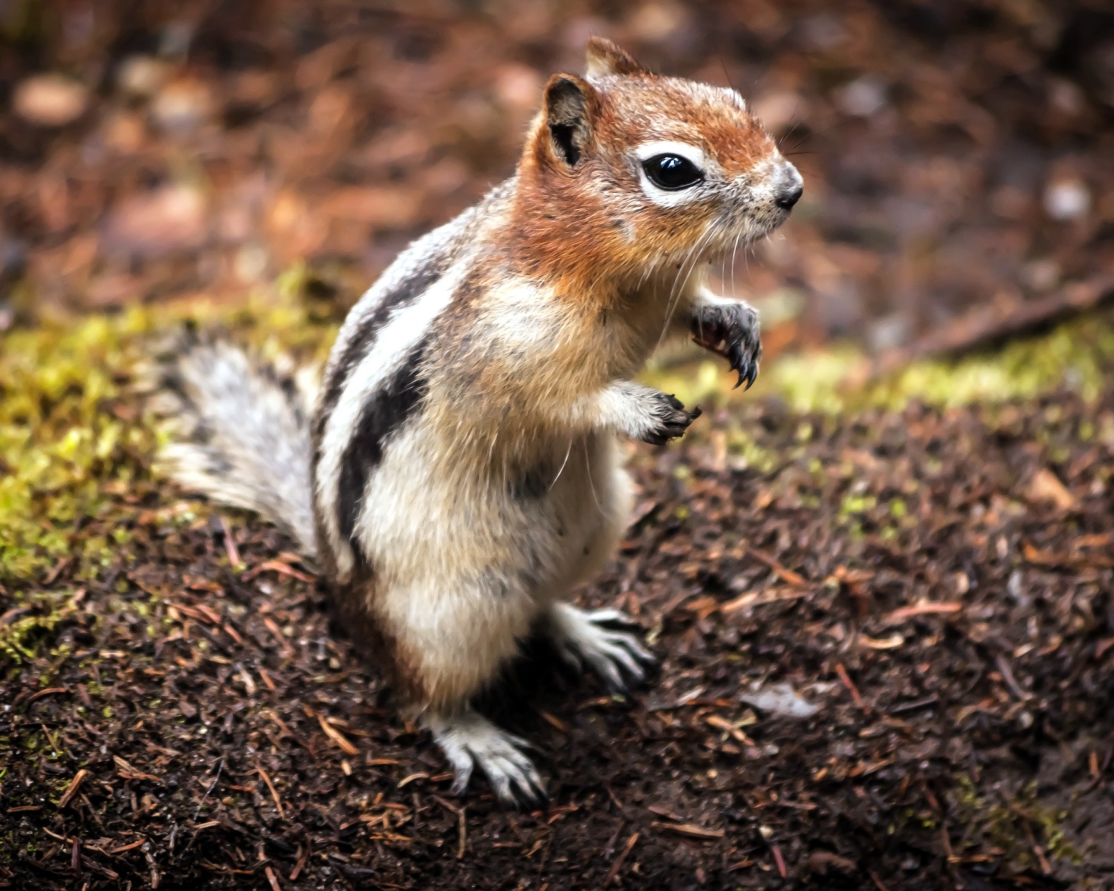 Chipmunk wallpaper 1600x1280