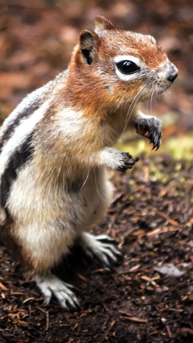 Chipmunk wallpaper 640x1136