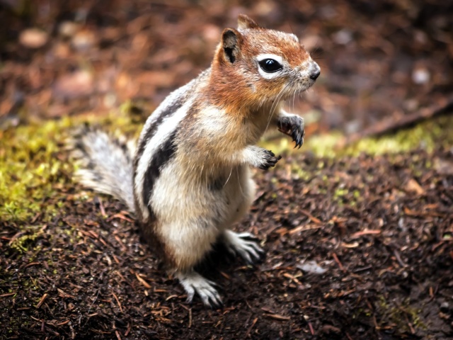 Chipmunk wallpaper 640x480