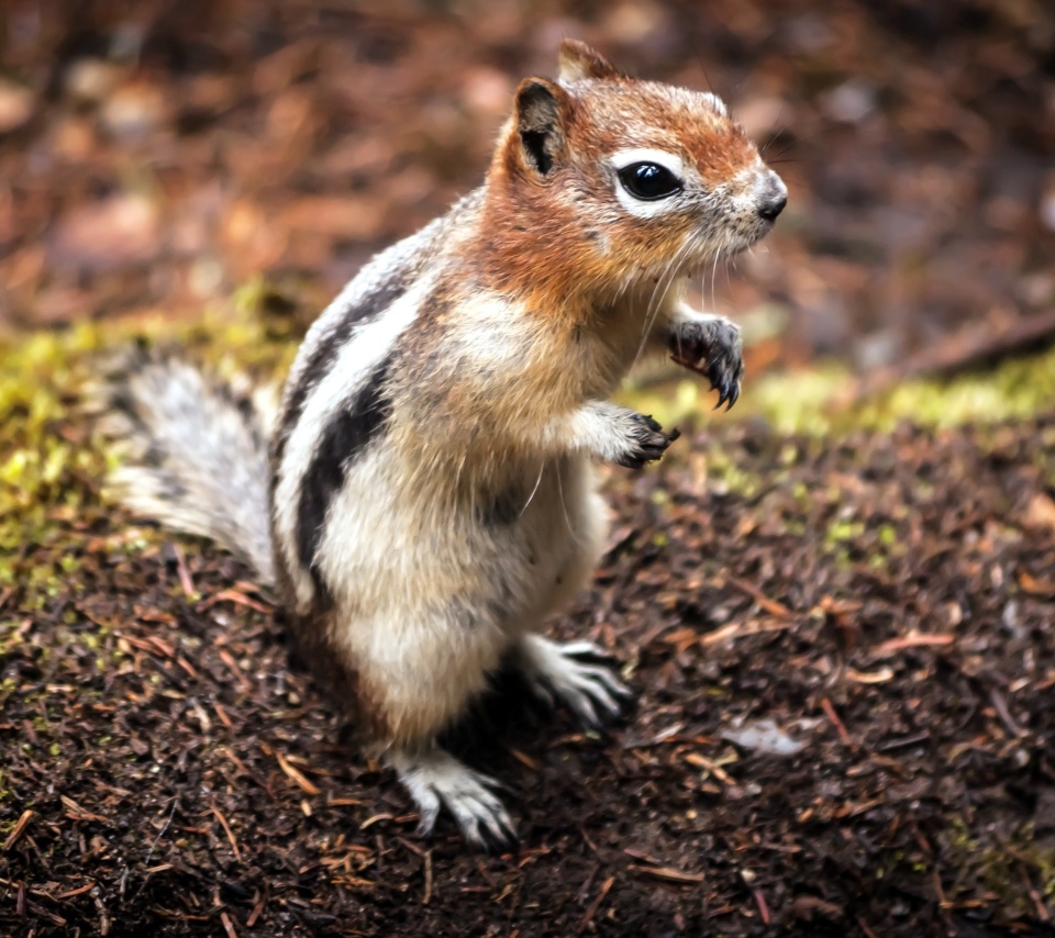 Chipmunk wallpaper 960x854