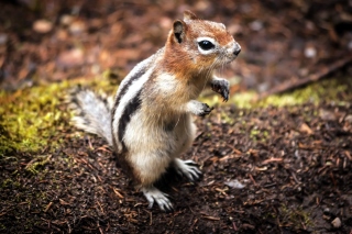 Chipmunk Background for Android, iPhone and iPad
