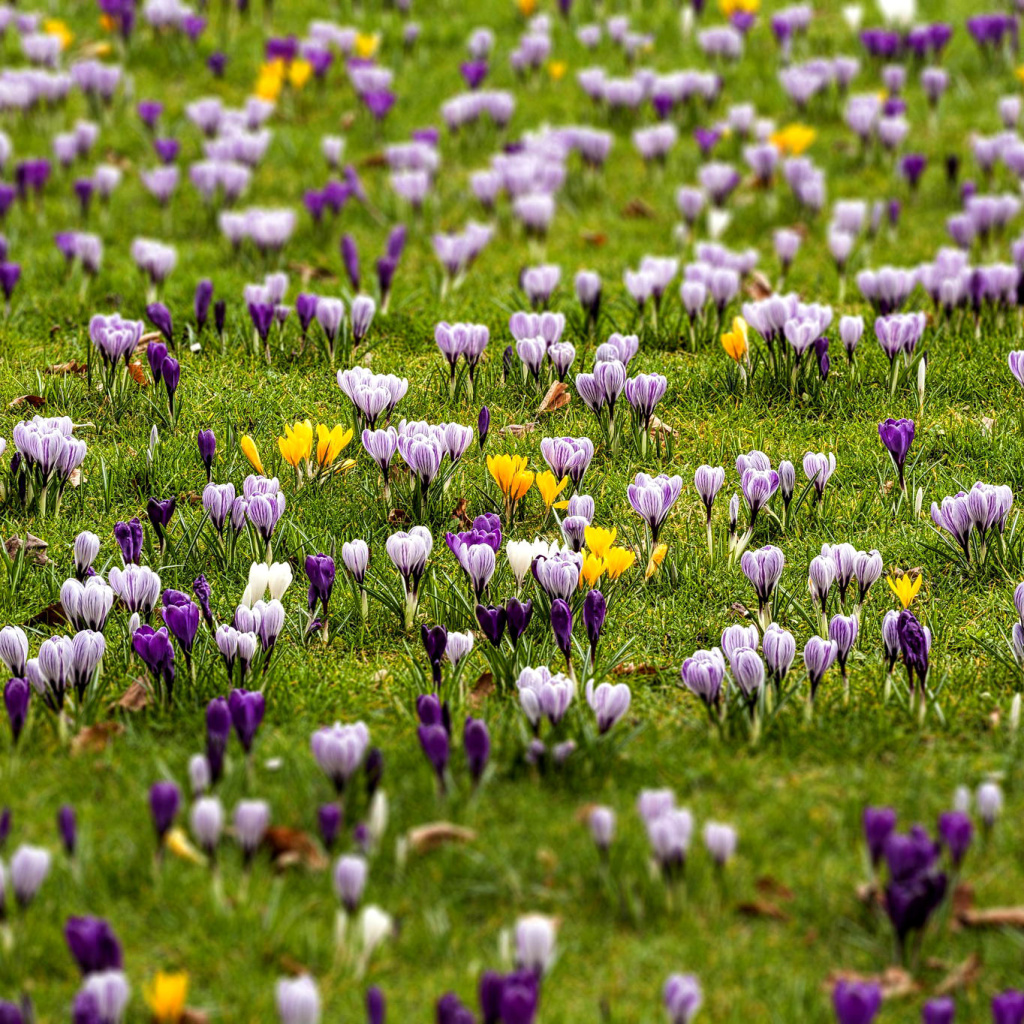 Fondo de pantalla Crocuses and Spring Meadow 1024x1024